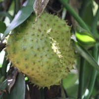 Annona muricata L.